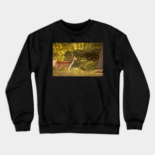 Deer in autumn light Crewneck Sweatshirt